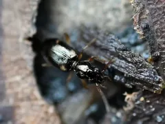 Bembidion pedicellatum thumbnail 2
