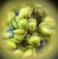 Goose Egg Moss thumbnail 1