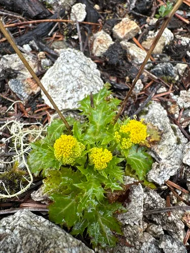 laceleaf sanicle