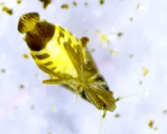 Ceratocombus vagans thumbnail 4