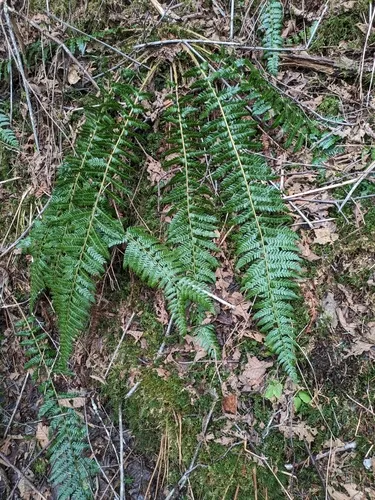 Alaska holly fern