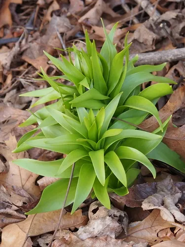 Crown imperial