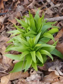 Crown imperial thumbnail 1