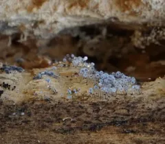 Enerthenema papillatum thumbnail 4