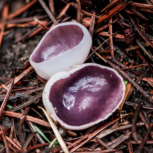 Violet Fairy Cup