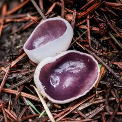 Violet Fairy Cup thumbnail 1
