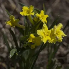 narrowleaf puccoon thumbnail 2