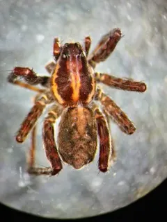 Pardosa concinna thumbnail 2