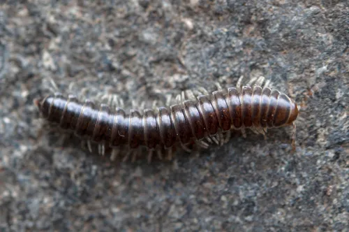 Isaphe convexa