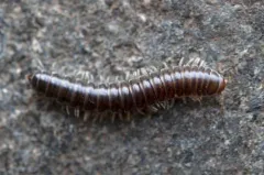 Isaphe convexa thumbnail 1
