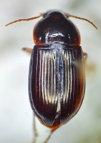 Amara sinuosa