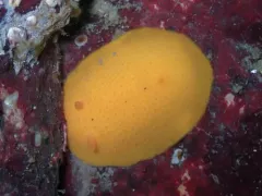 Cooper's Aldisa thumbnail 4