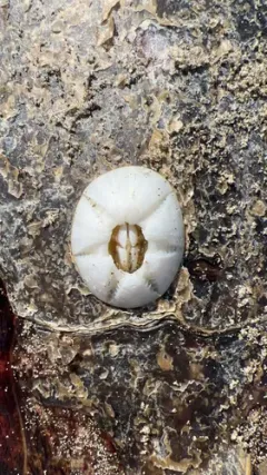 Turtle Barnacle thumbnail 2