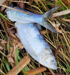 American Shad thumbnail 2