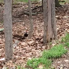 Pileated Woodpecker thumbnail 2