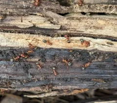 Formica aserva thumbnail 4