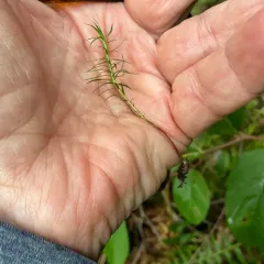 Alpine Haircap Moss thumbnail 4