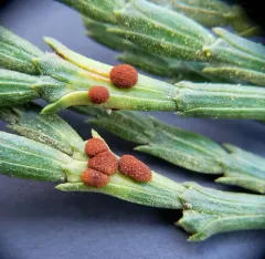 Gymnotelium blasdaleanum thumbnail 3