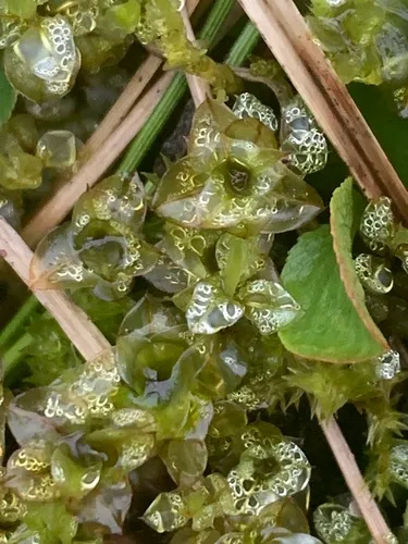 Lurid Cupola-moss