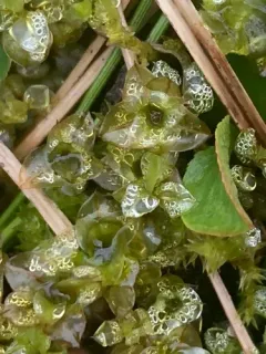 Lurid Cupola-moss thumbnail 1