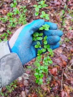 Diels' Cotoneaster thumbnail 4