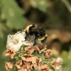 Van Dyke's Bumble Bee thumbnail 3