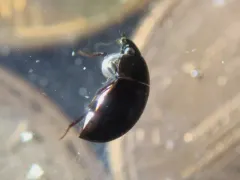 Coelostoma orbiculare thumbnail 3