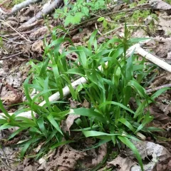 Small-flower Woodrush thumbnail 2
