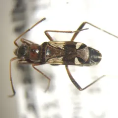 Slaterobius insignis thumbnail 2