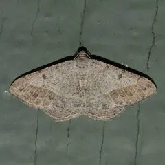 Pale-lined Angle thumbnail 2