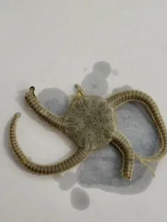 Notched Brittle Star thumbnail 1