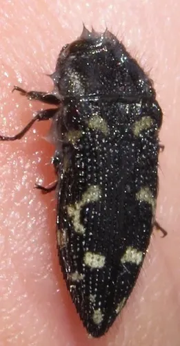 Acmaeodera acuta