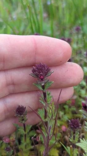 Broadleaf Glandweed