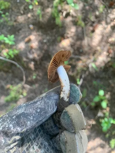 Cortinarius eldoradoensis