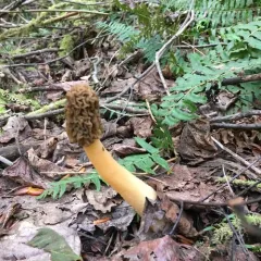 wrinkled thimble morel thumbnail 2