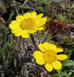 Lasthenia ornduffii thumbnail 4