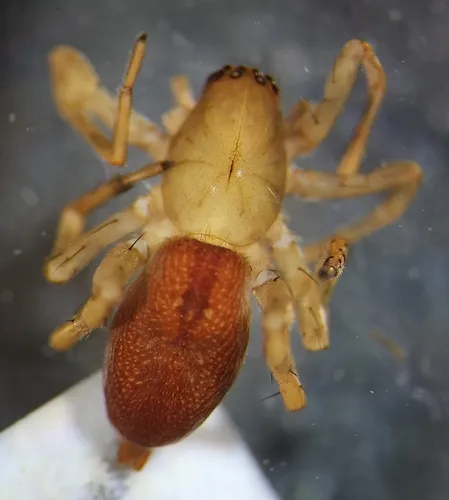 Clubiona kulczynskii