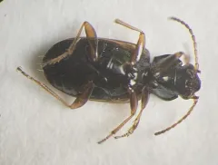 Bembidion flohri thumbnail 4