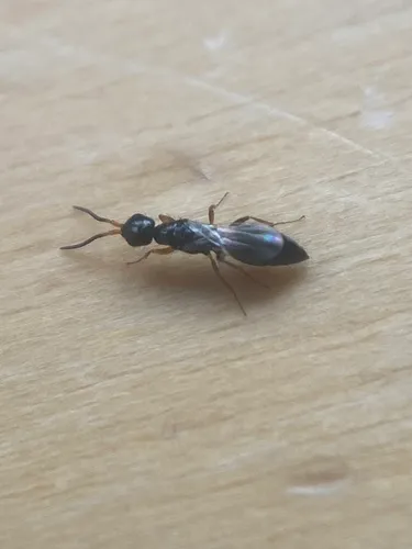 Laelius pedatus