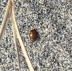 Phaleromela picta thumbnail 4