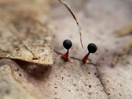 Metatrichia floriformis