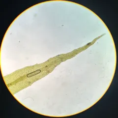 Pulvigera pringlei thumbnail 4