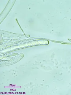 Piceomphale bulgarioides thumbnail 3