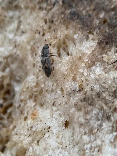 Nitidula ziczac