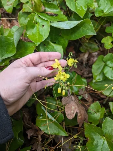 Caucasian Barrenwort