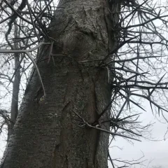 honey locust thumbnail 3