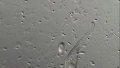Litonotus cygnus thumbnail 1