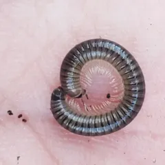 Flocculent Tailed Millipede thumbnail 3