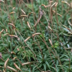 Catherine's moss thumbnail 3