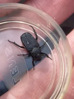 Cremastocheilus crinitus thumbnail 2